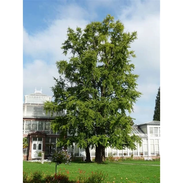 Ginkgo biloba - Páfrányfenyő