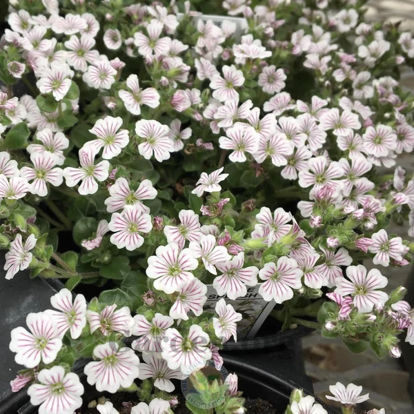 Gypsophila cerastioides 'Pixi Splash' – Fátyolvirág
