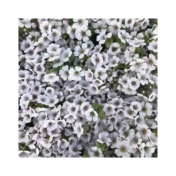 Gypsophila cerastioides 'Pixi Splash' – Fátyolvirág