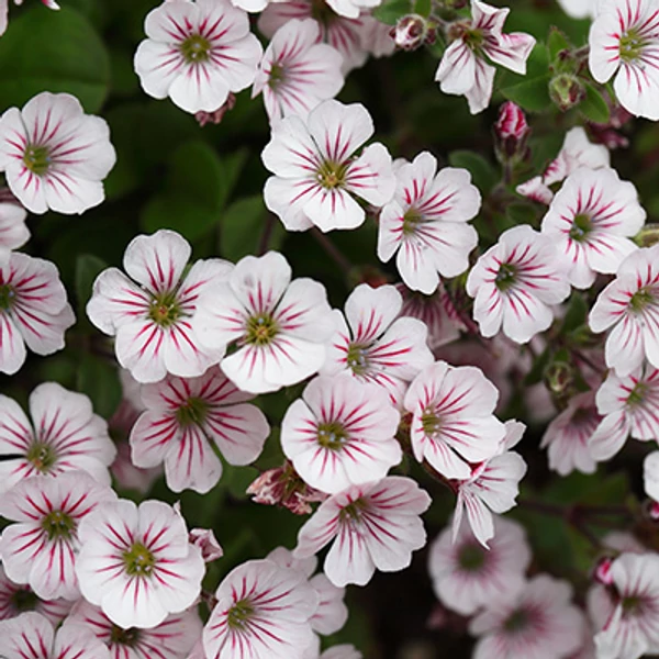 Gypsophila cerastioides 'Pixi Splash' – Fátyolvirág