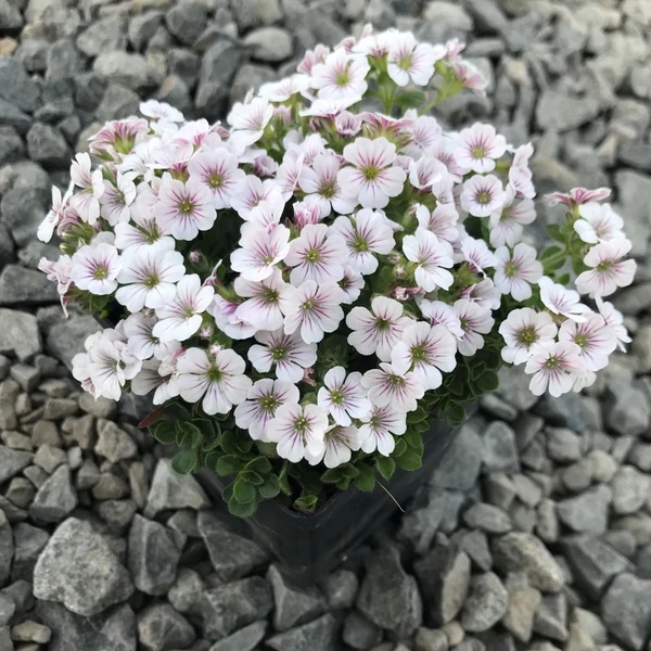Gypsophila cerastioides 'Pixi Splash' – Fátyolvirág