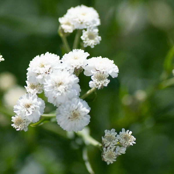 Gypsophila paniculata 'Bristol Fairy' - Buglyos fátyolvirág