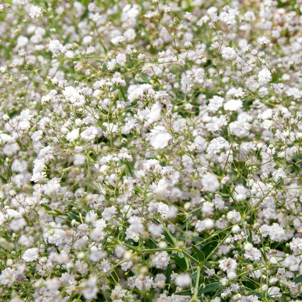 Gypsophila paniculata 'Bristol Fairy' - Buglyos fátyolvirág