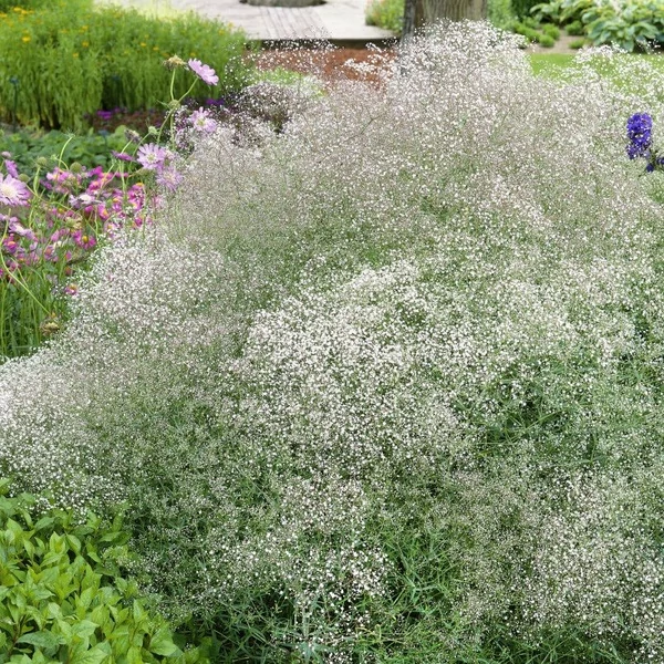 Gypsophila paniculata 'Bristol Fairy' - Buglyos fátyolvirág