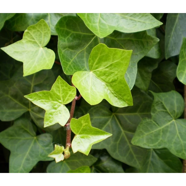 Hedera helix - Közönséges borostyán