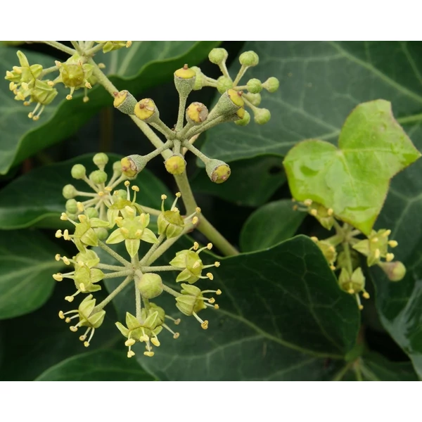 Hedera helix - Közönséges borostyán
