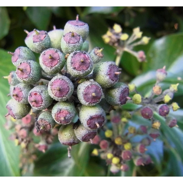 Hedera helix - Közönséges borostyán