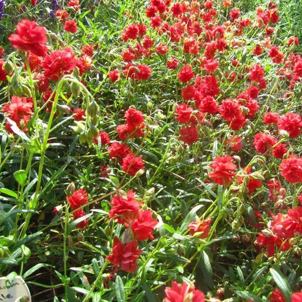 Helianthemum 'Amabile Plenum' - Napvirág
