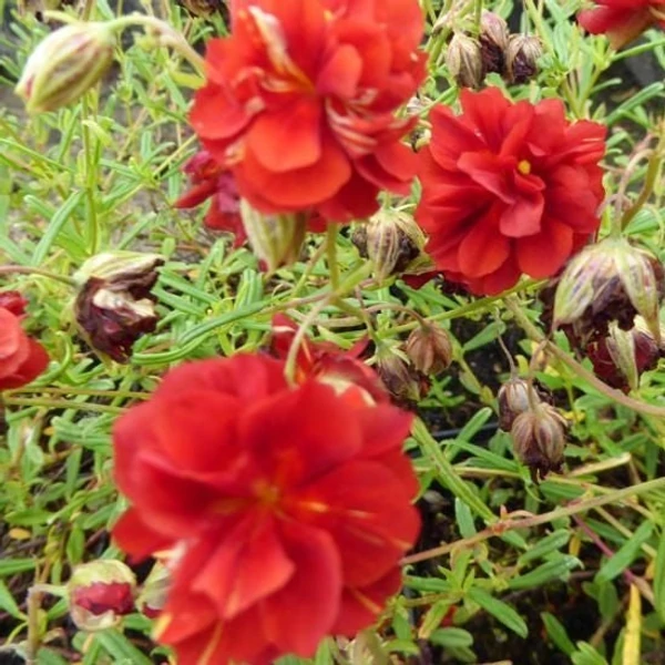 Helianthemum 'Amabile Plenum' - Napvirág
