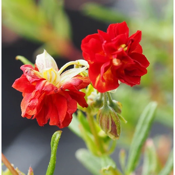 Helianthemum 'Amabile Plenum' - Napvirág