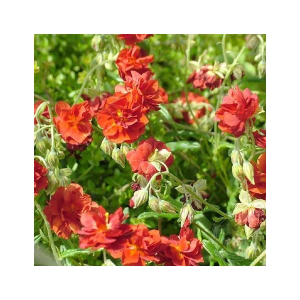 Helianthemum 'Amabile Plenum' - Napvirág