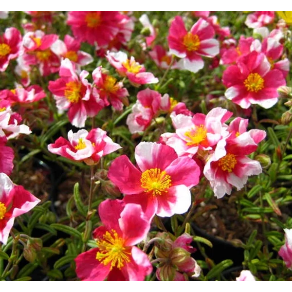 Helianthemum 'Raspberry Ripple' - Napvirág