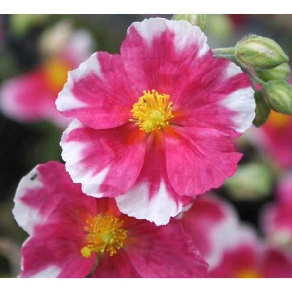 Helianthemum 'Raspberry Ripple' - Napvirág