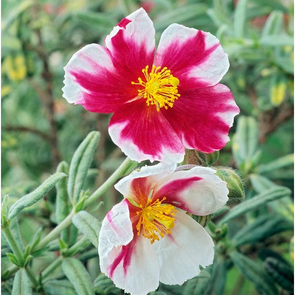 Helianthemum 'Raspberry Ripple' - Napvirág