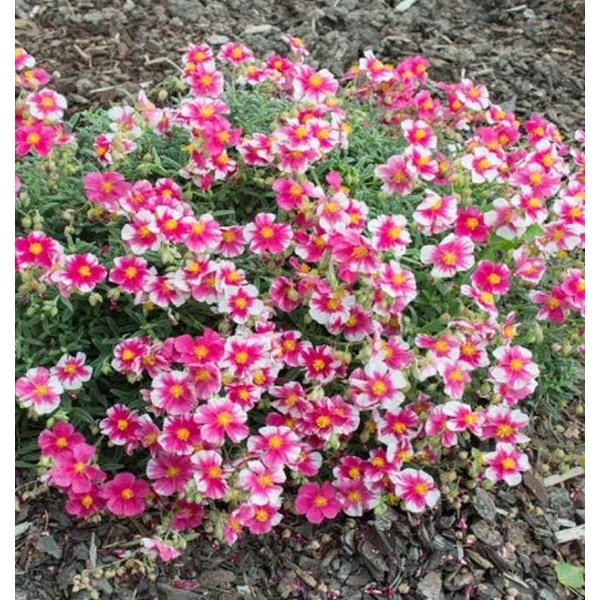 Helianthemum 'Raspberry Ripple' - Napvirág