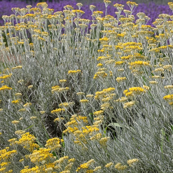 Helichrysum italicum - Olasz szalmagyopár, curryfű