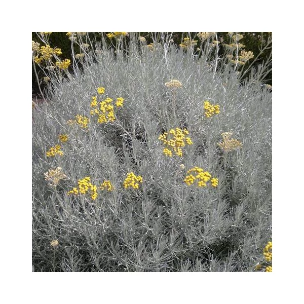 Helichrysum italicum - Olasz szalmagyopár, curryfű