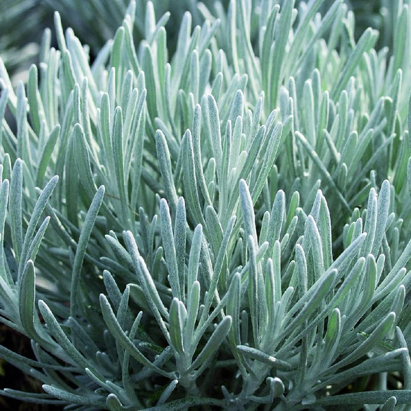 Helichrysum italicum - Olasz szalmagyopár, curryfű