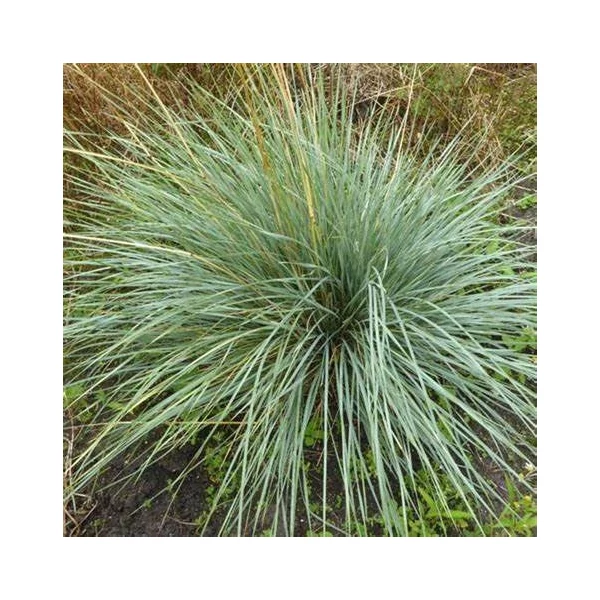 Helictotrichon sempervirens 'Pendula' - Örökzöld zabfű