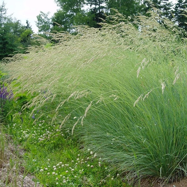 Helictotrichon sempervirens 'Pendula' - Örökzöld zabfű