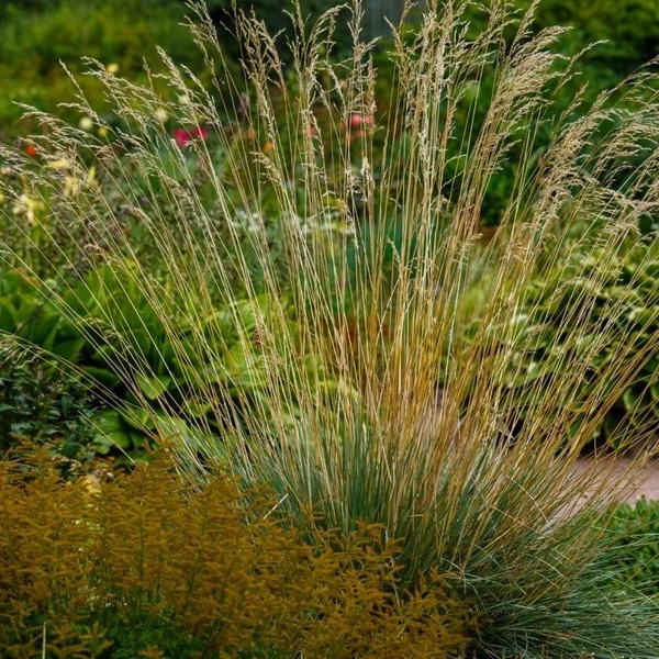 Helictotrichon sempervirens 'Pendula' - Örökzöld zabfű
