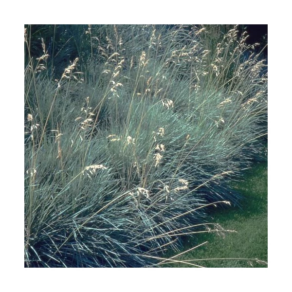 Helictotrichon sempervirens 'Pendula' - Örökzöld zabfű