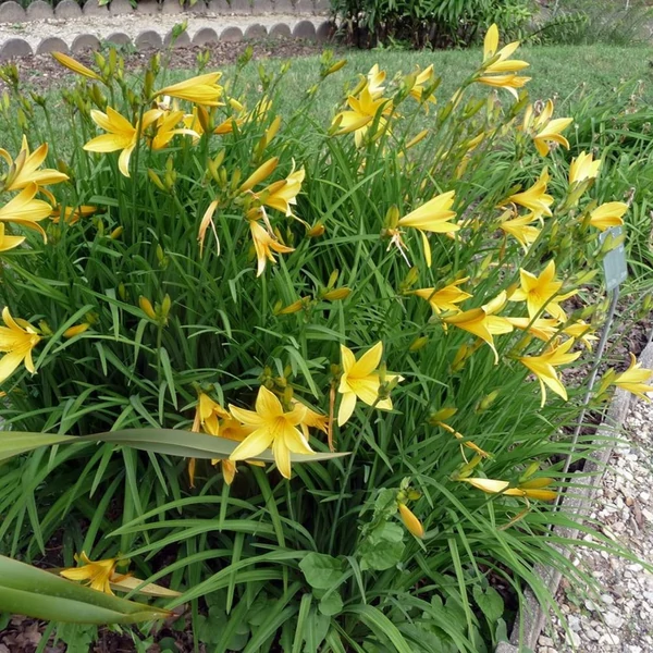 Hemerocallis citrina – Citromsárga sásliliom