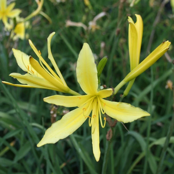 Hemerocallis citrina – Citromsárga sásliliom