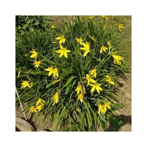 Hemerocallis citrina – Citromsárga sásliliom