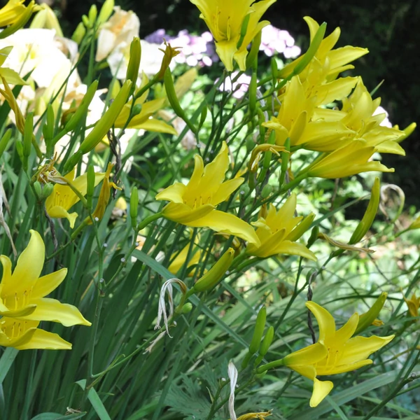 Hemerocallis citrina – Citromsárga sásliliom