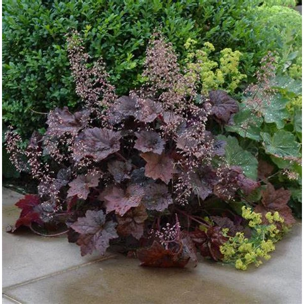 Heuchera micrantha 'Palace Purple' - Tűzeső