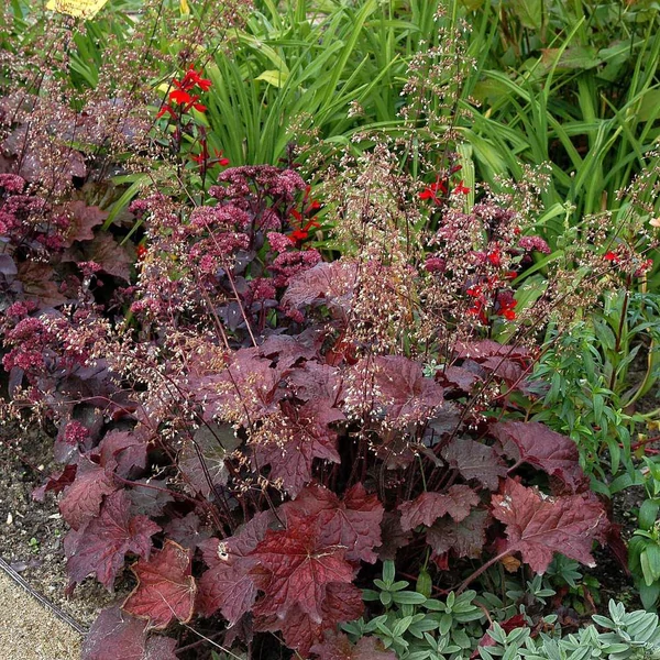 Heuchera micrantha 'Palace Purple' - Tűzeső