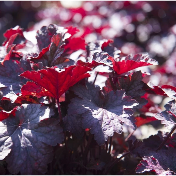 Heuchera micrantha 'Palace Purple' - Tűzeső
