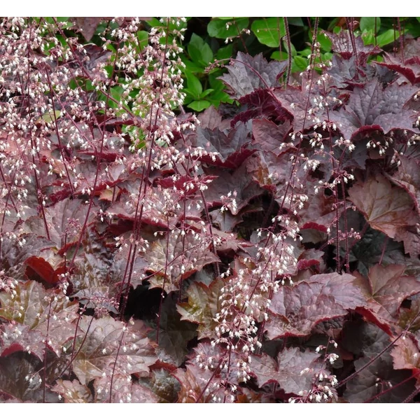 Heuchera micrantha 'Palace Purple' - Tűzeső