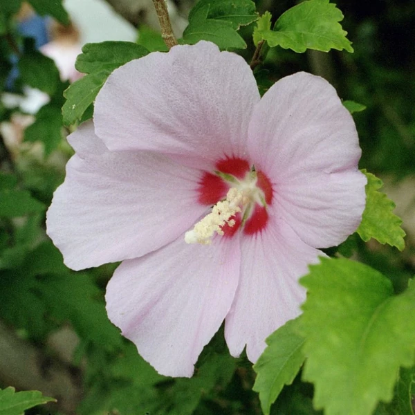 Hibiscus syriacus - Mályvacserje