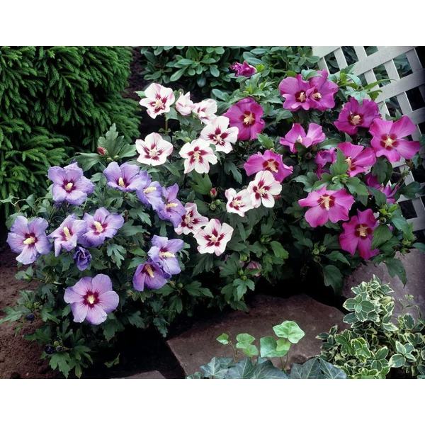 Hibiscus syriacus - Mályvacserje