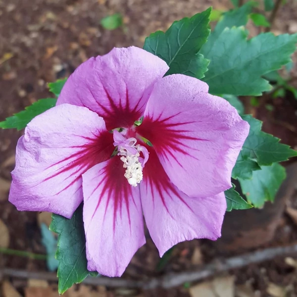 Hibiscus syriacus - Mályvacserje