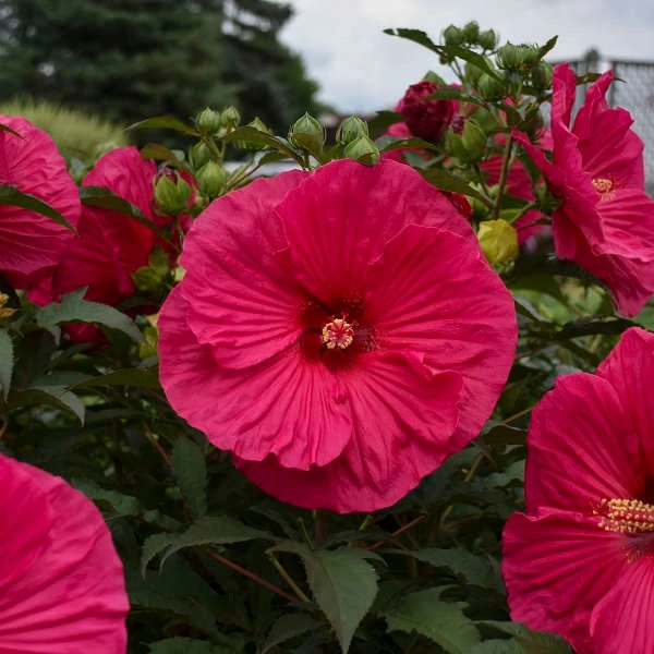 Hibiscus moscheutos Summerific® 'Summer in Paradise' - Mocsári hibiszkusz