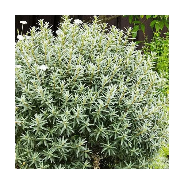 Hippophae rhamniodes 'Hikul' - Homoktövis, porzós