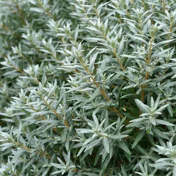 Hippophae rhamniodes 'Hikul' - Homoktövis, porzós