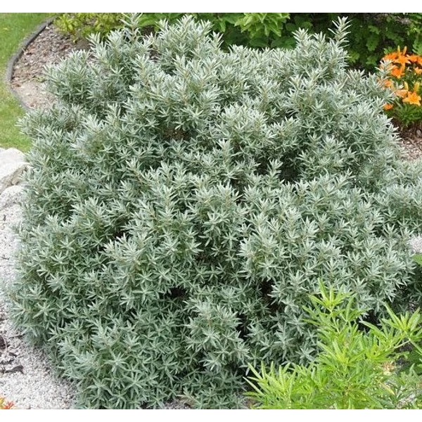 Hippophae rhamniodes 'Hikul' - Homoktövis, porzós