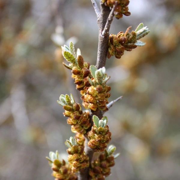 Hippophae rhamnoides - Homoktövis, porzós