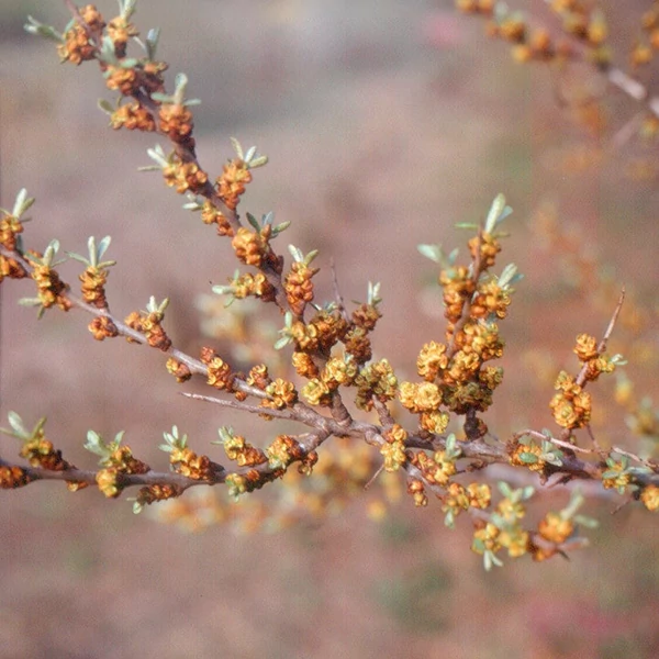 Hippophae rhamnoides - Homoktövis, porzós