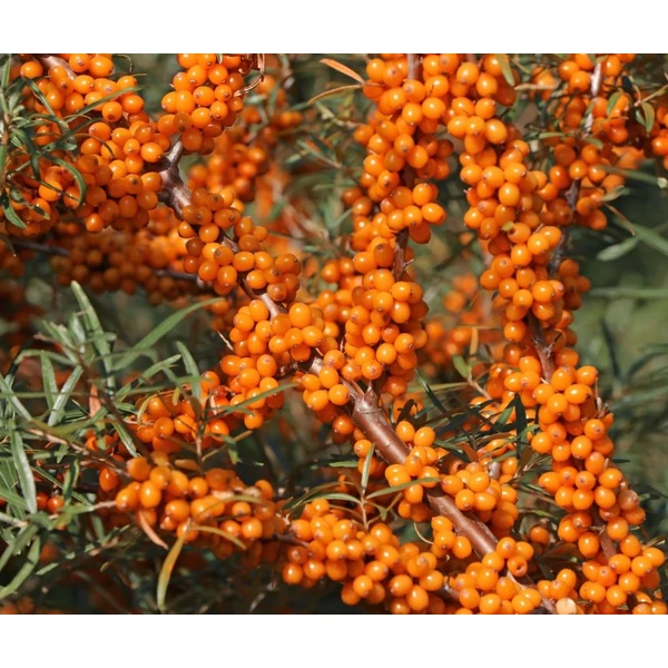 Hippophae rhamnoides 'Askola' - Homoktövis, termős