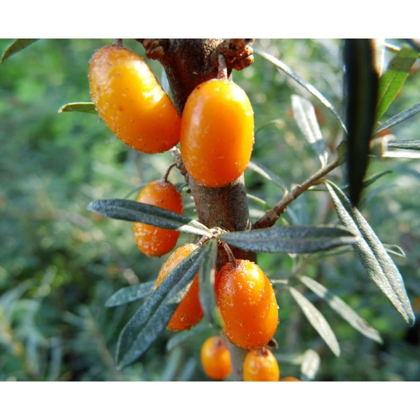 Hippophae rhamnoides 'Askola' - Homoktövis, termős