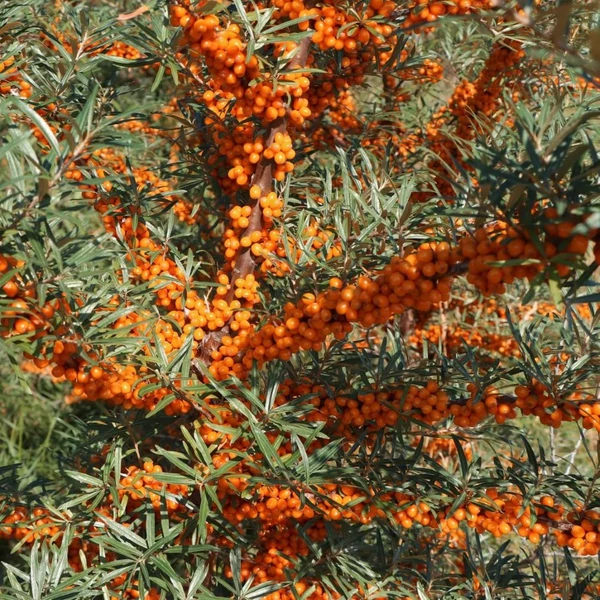Hippophae rhamnoides 'Askola' - Homoktövis, termős