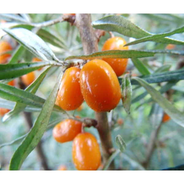 Hippophae rhamnoides 'Askola' - Homoktövis, termős