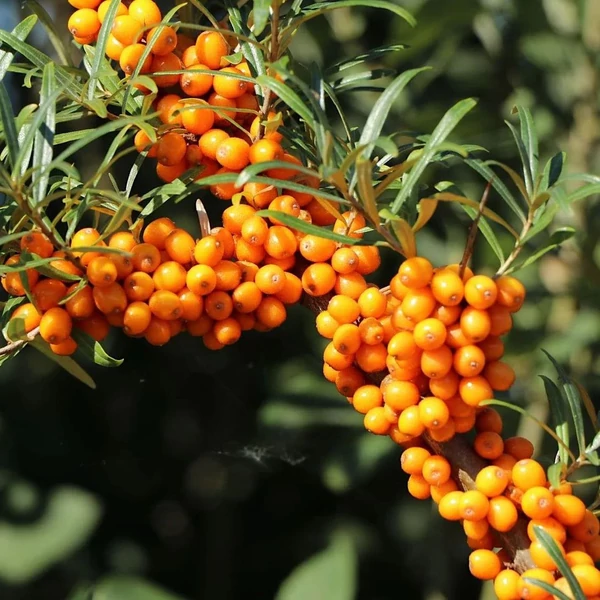 Hippophae rhamnoides 'Friesdorfer Orange' - Homoktövis, öntermékeny