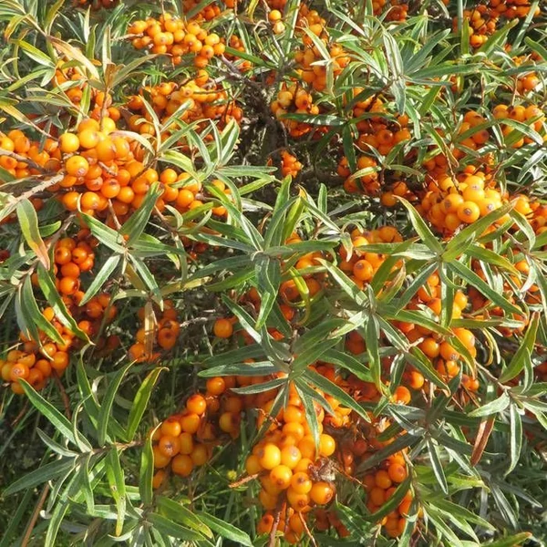 Hippophae rhamnoides 'Friesdorfer Orange' - Homoktövis, öntermékeny