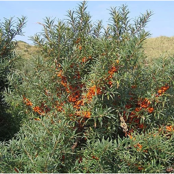 Hippophae rhamnoides 'Friesdorfer Orange' - Homoktövis, öntermékeny